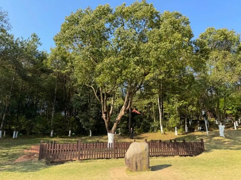 習(xí)近平同志為福建省長(zhǎng)汀縣水土保持科教園捐種的香樟樹(shù)。圖源：學(xué)習(xí)時(shí)報(bào)