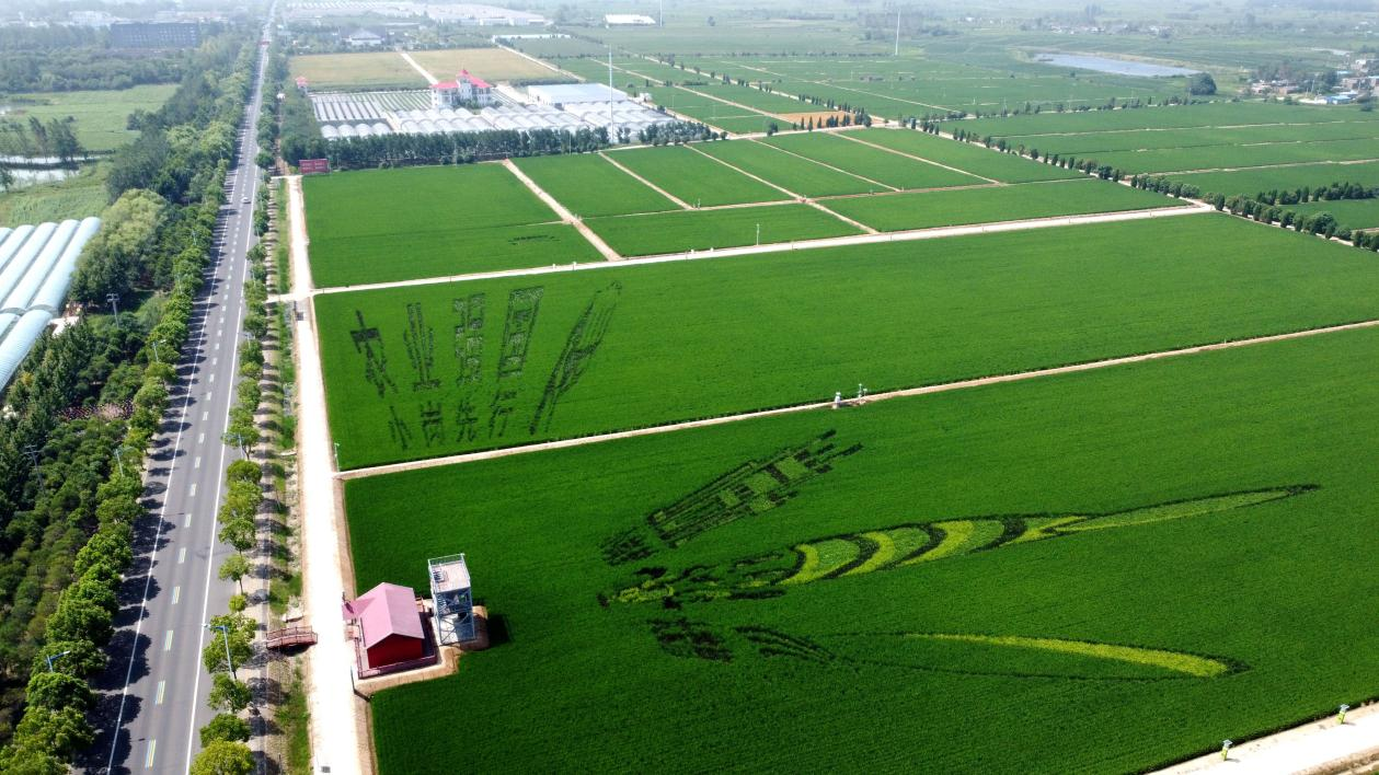 俯瞰小崗村高標準農(nóng)田。鳳陽縣委宣傳部供圖