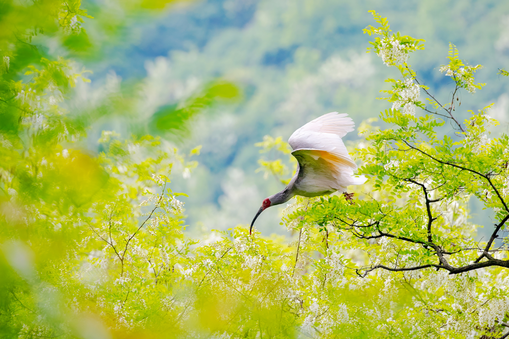 2024年5月2日，一只秦嶺以北野放朱鹮在陜西省銅川市耀州區(qū)沮河上游洋槐林中飛翔。