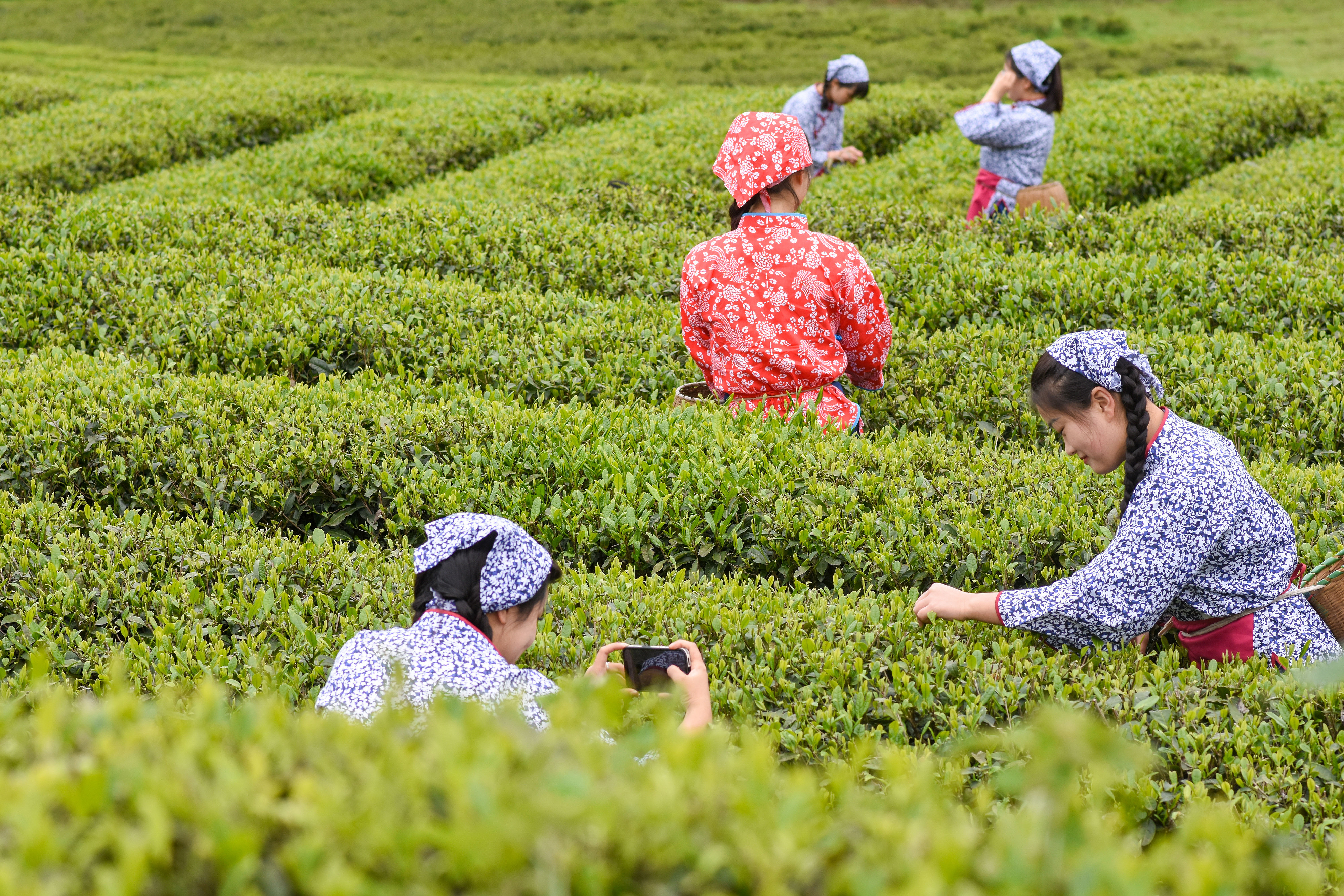 2023年4月6日，游客在貴州省銅仁市江口縣怒溪鎮(zhèn)駱象村生態(tài)茶園體驗(yàn)采茶樂(lè)趣。