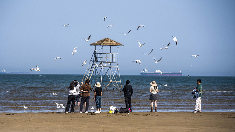 2024年5月12日，河北秦皇島，北戴河鴿子窩公園成群海鷗在天空中自由翱翔，與大海、藍(lán)天構(gòu)成了一幅美麗的畫卷。