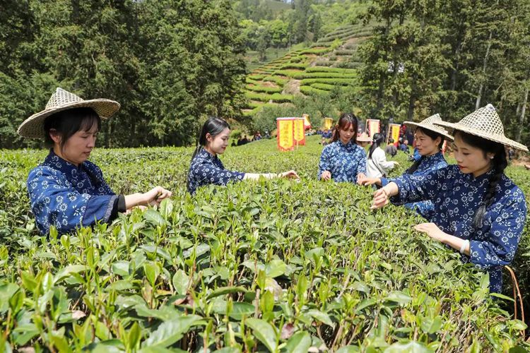 2025年4月13日，福建武夷山市星村鎮(zhèn)朝陽村茶農(nóng)在生態(tài)茶園展示采茶。新華社發(fā)（邱汝泉 攝）