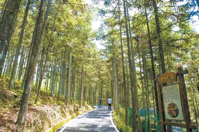 福建周寧縣黃振芳家庭林場(chǎng)。（圖源：央視新聞）