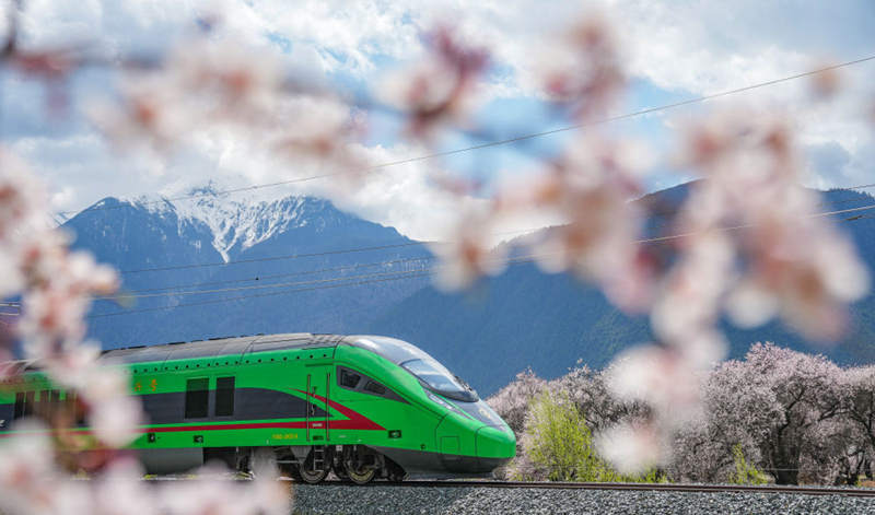 2025年4月2日，復(fù)興號(hào)列車(chē)穿行在拉林鐵路林芝段。