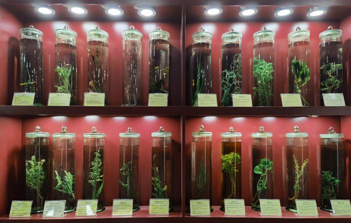 圖為藏藥藥材標(biāo)本。???張海?? ??.jpg