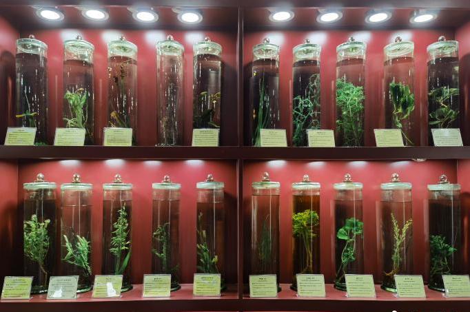 圖為藏藥藥材標(biāo)本。???張海?? ??.jpg