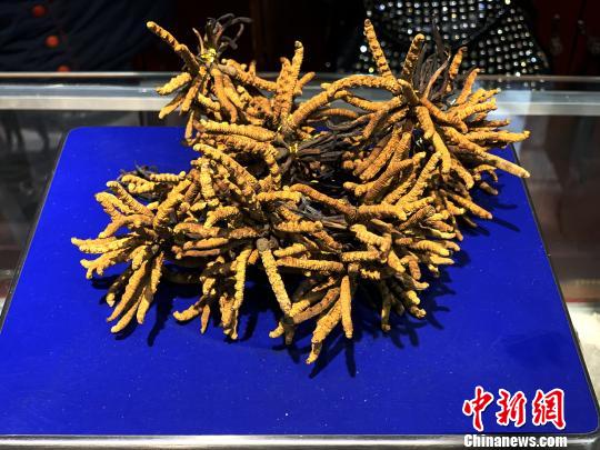 圖為冬蟲夏草。　孫睿 攝