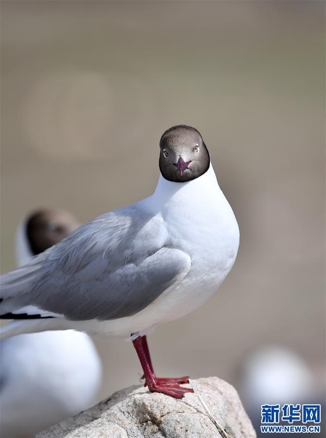 (新華視界)(1)藏北“避暑”的棕頭鷗