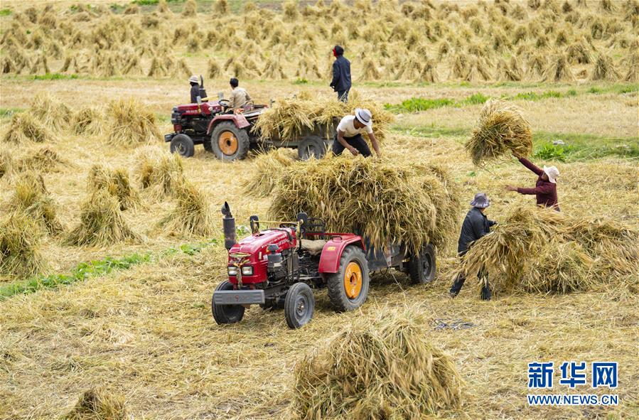 (社會(huì))(2)西藏:冰川腳下的秋收