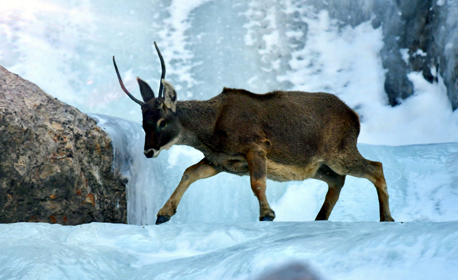 活躍在青海省海西州柏樹山的白唇鹿。巴圖那生攝