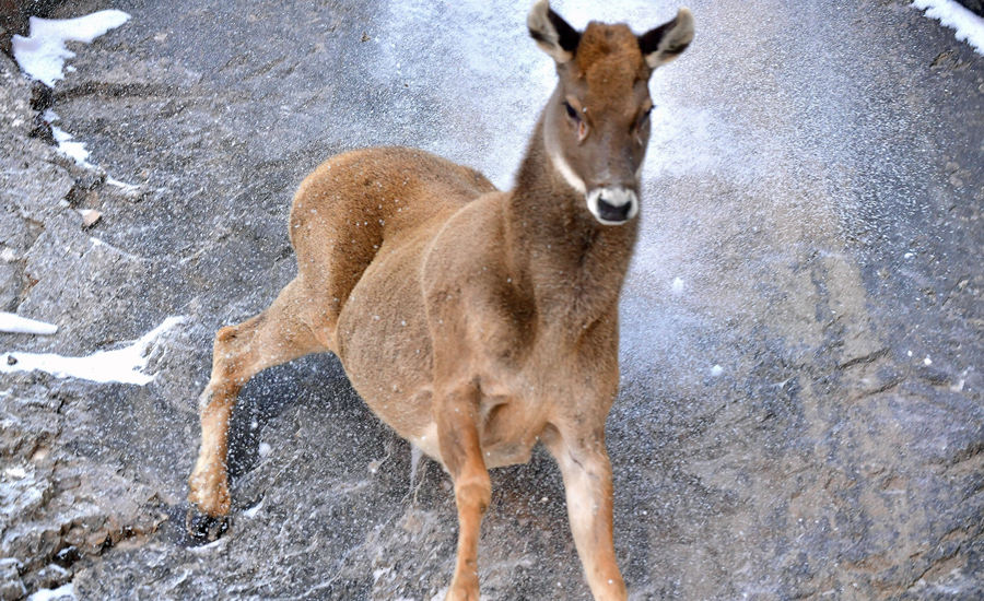 活躍在青海省海西州柏樹山的白唇鹿。巴圖那生攝