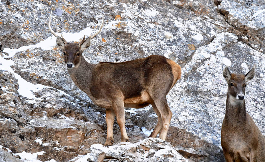 活躍在青海省海西州柏樹山的白唇鹿。巴圖那生攝