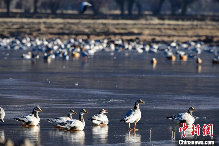 圖為拉薩市林周縣境內(nèi)越冬的候鳥?！∝暩聛硭?攝
