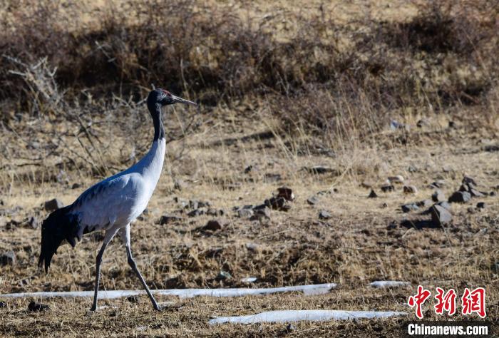 圖為一只黑頸鶴在拉薩市林周縣境內(nèi)田間覓食?！∝暩聛硭?攝