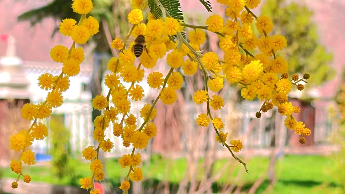 蜜蜂吮吸著金合歡花蕊里的蜂蜜。