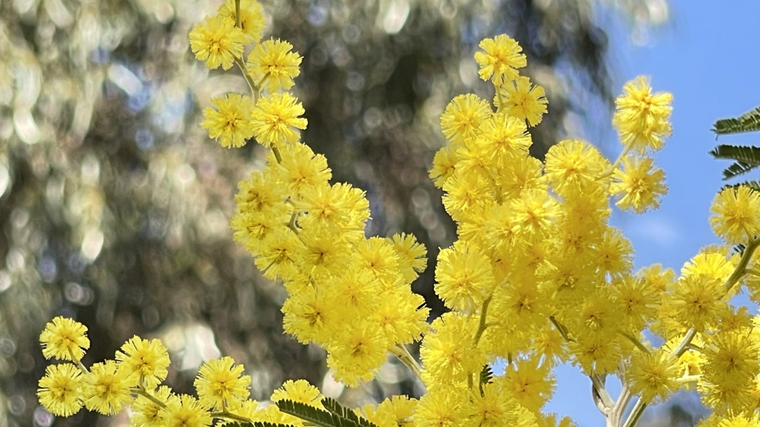 金光燦燦的金合花。