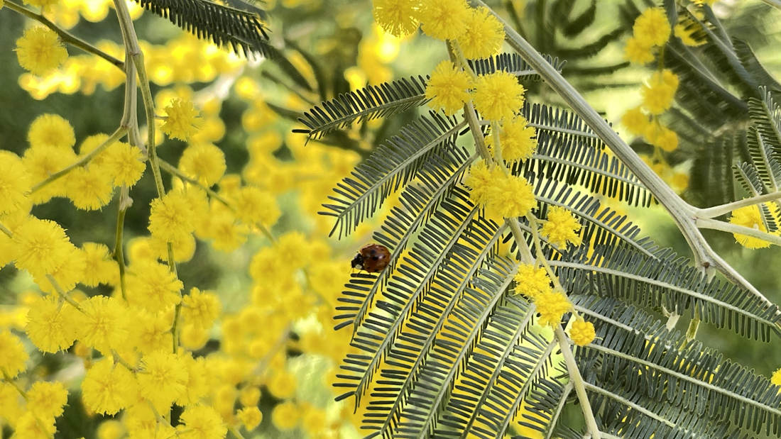 七星瓢蟲在金合歡葉子上嬉戲。