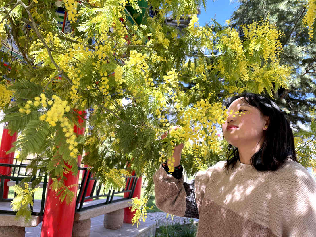 游客仔細觀賞黃絨絨的金合歡花。
