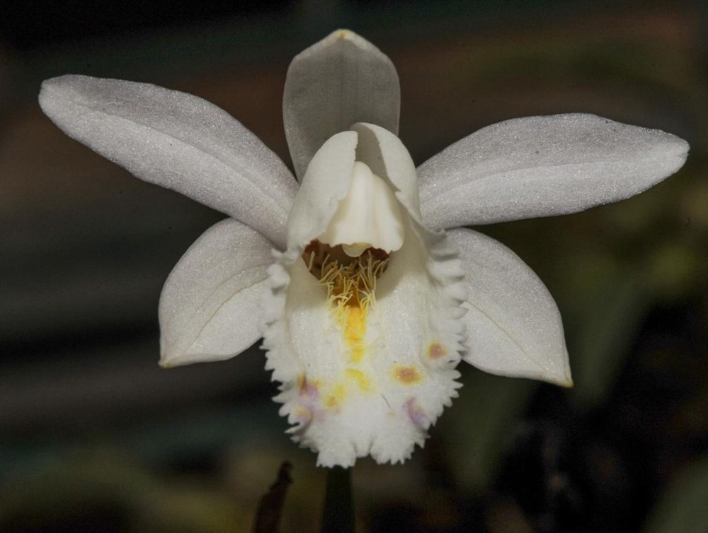 毛唇獨蒜蘭。 金效華攝