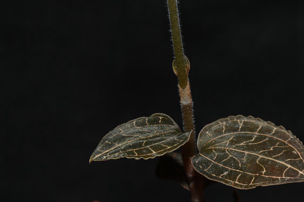 墨脫金線蘭。金效華攝