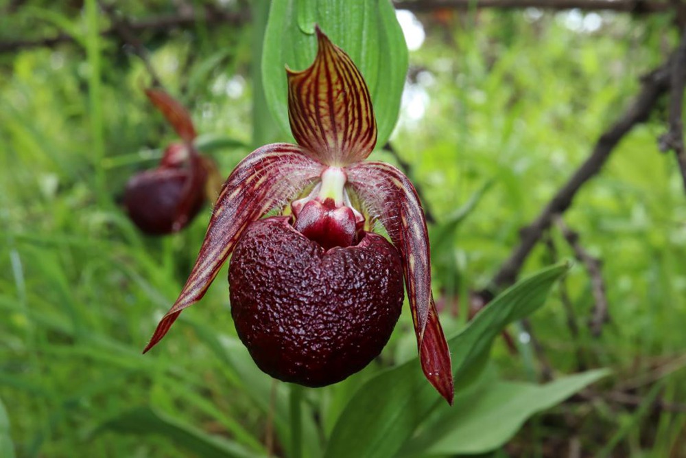 波密灼蘭。王翰臣攝