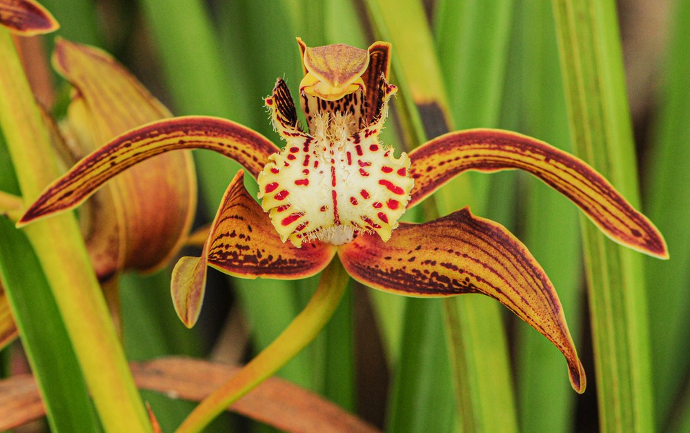 西藏虎頭蘭。李劍武攝