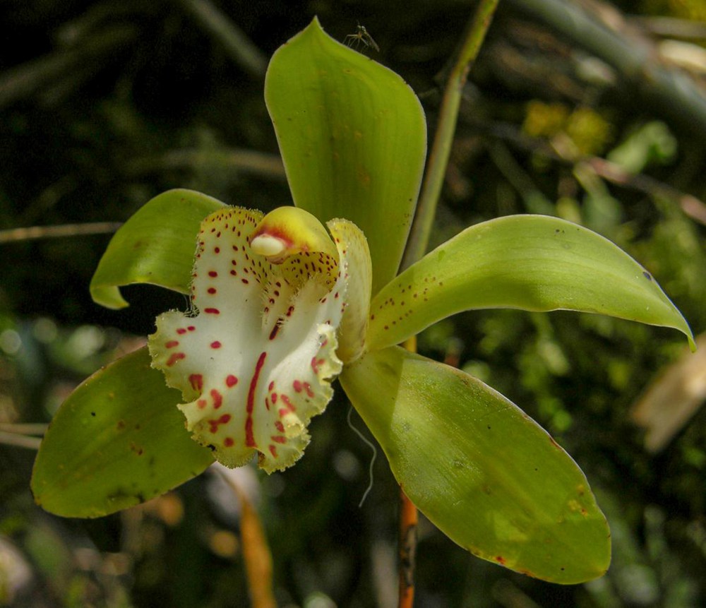 虎頭蘭。金效華攝