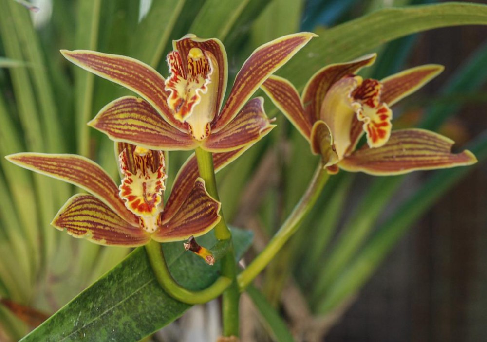 黃嬋蘭。李劍武攝