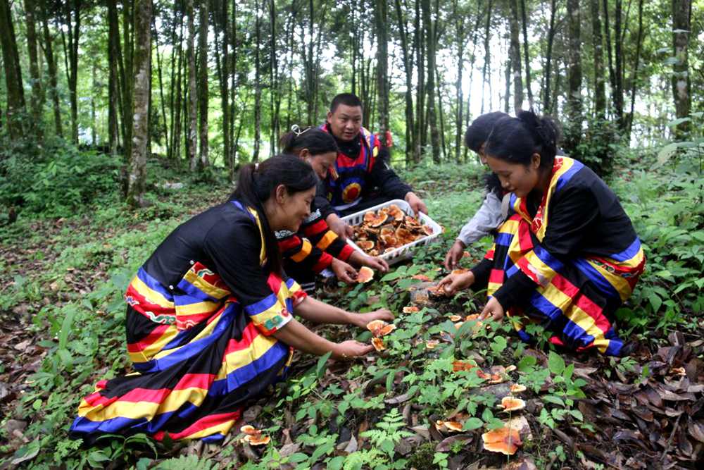 身著民族服的村民正在采摘靈芝。次仁央宗攝