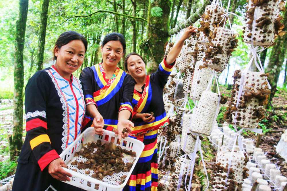 木耳產(chǎn)量頗豐。次仁央宗攝