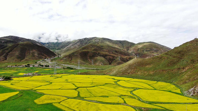 金燦燦的油菜花。洛克攝