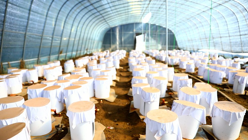 靈芝套袋。