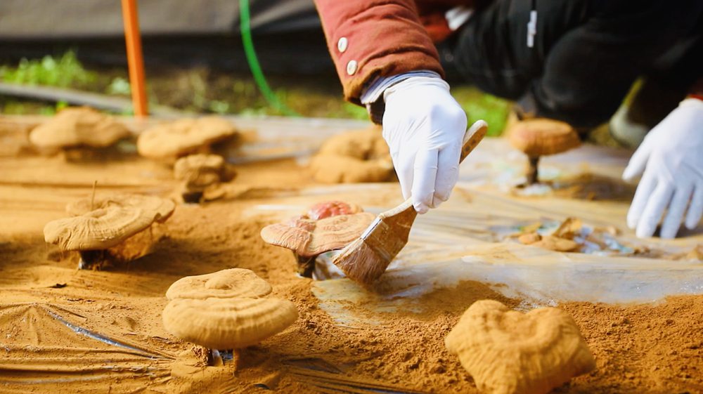 采收靈芝孢子粉。