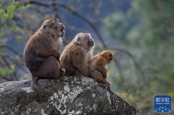 西藏:勒布溝里的獼猴
