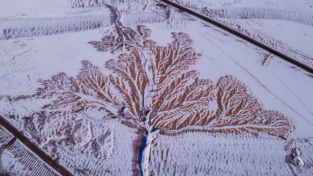 雪中“大樹”。邊巴多吉攝