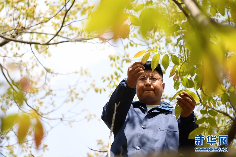 (脫貧攻堅(jiān)·圖片故事)(4)“90后新農(nóng)人”的返鄉(xiāng)致富路