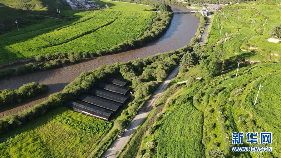 (經(jīng)濟(jì))(1)甘肅:羊肚菌產(chǎn)業(yè)助農(nóng)增收