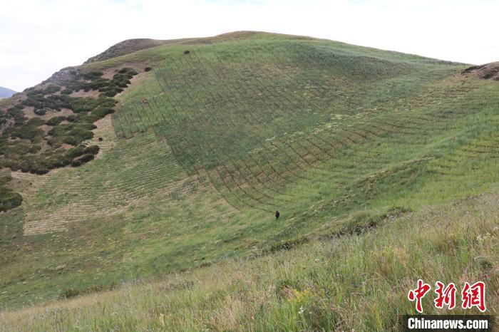 四川省阿壩州若爾蓋縣草原沙化治理后。若爾蓋縣林業(yè)和草原局供圖