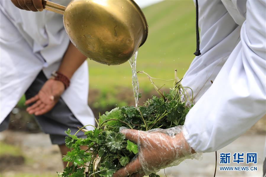 (社會)(5)夏日采藥季