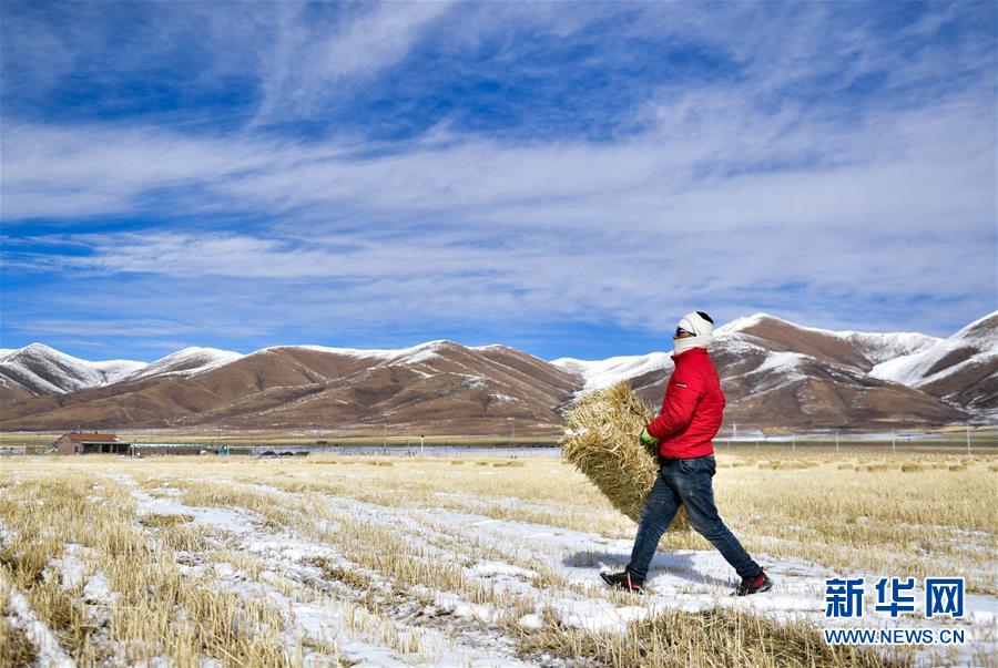 (新華全媒頭條·走向我們的小康生活·圖文互動(dòng))(8)綠色繪就三江源——來(lái)自青海脫貧奔小康一線(xiàn)的蹲點(diǎn)報(bào)告