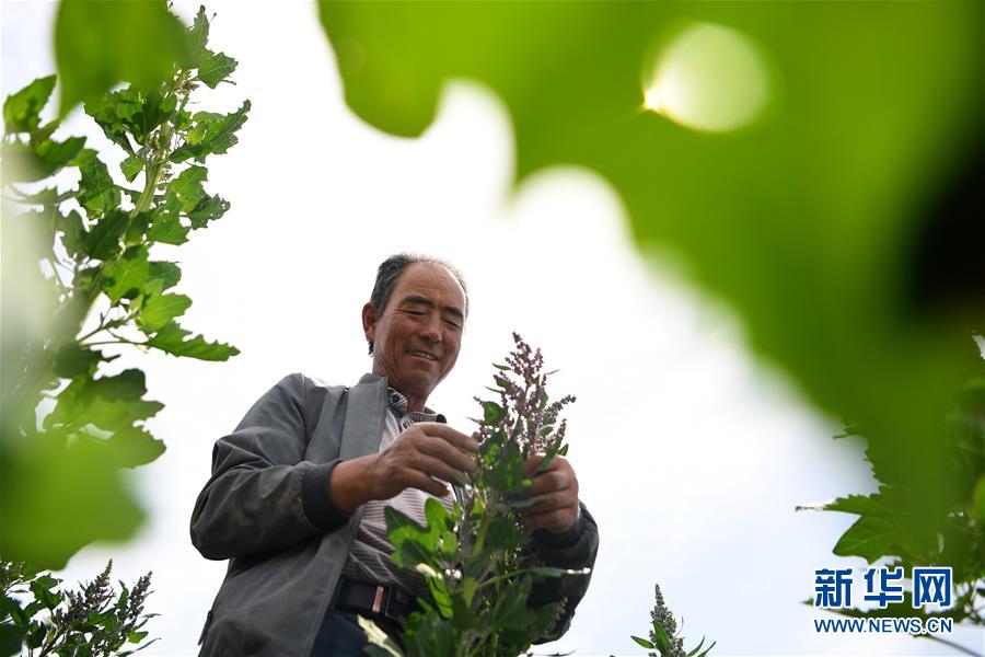 (新華全媒頭條·圖文互動)(12)大山的回響——三個民族自治縣的70年巨變