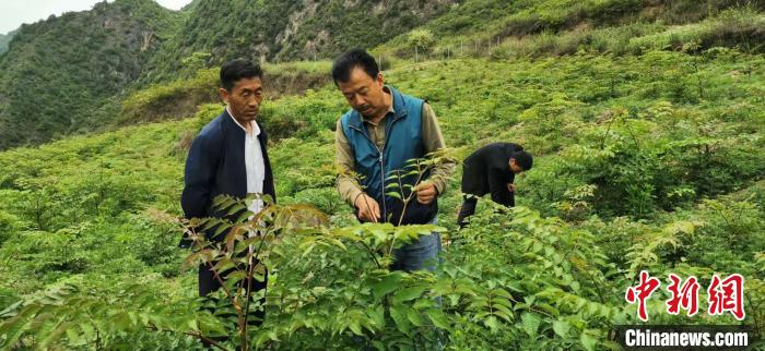 圖為張金利調研適合阿拉村種植的農作物，經過不斷改良技術后，產量大大提高。(資料圖)甘肅省水利廳供圖