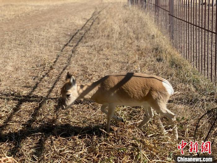 圖為普氏原羚?！±罱瓕?攝
