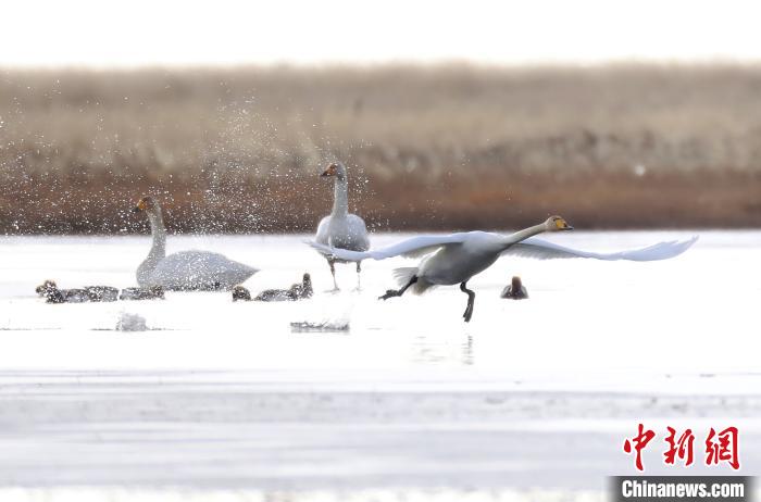 四川省阿壩州若爾蓋縣麥溪鄉(xiāng)的大天鵝?！“苍?攝