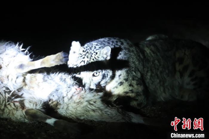 長(zhǎng)江源、瀾滄江源啟動(dòng)旗艦物種雪豹及棲息地保護(hù)項(xiàng)目