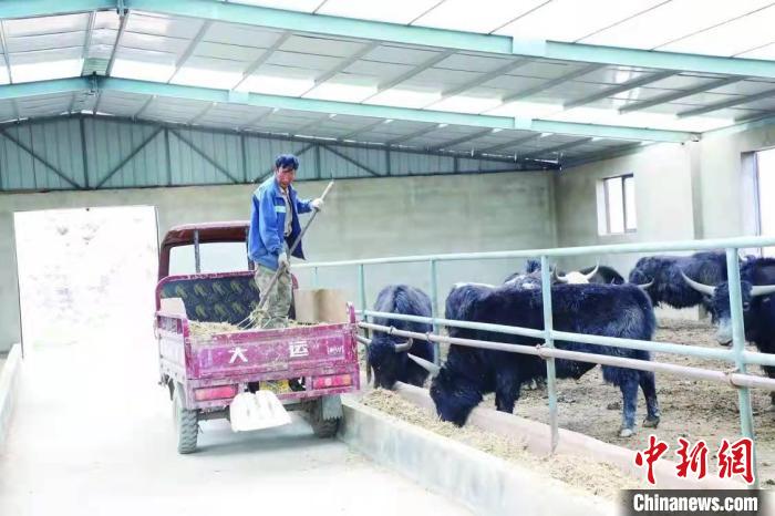 青海三江源草場:牛羊智能“簽到”牧民“云端放牧”