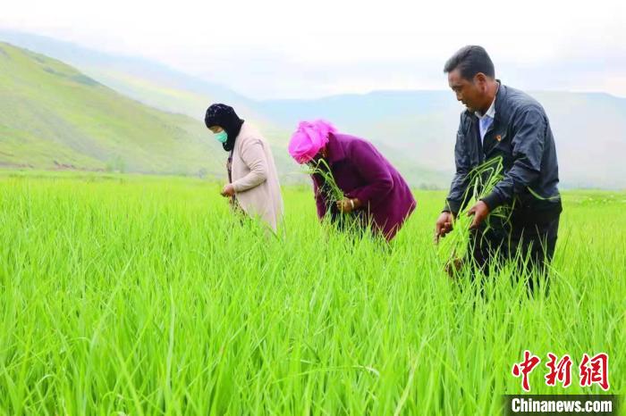 青海貴德:循環(huán)農(nóng)牧業(yè)打造“清清黃河”邊“小而美”農(nóng)莊