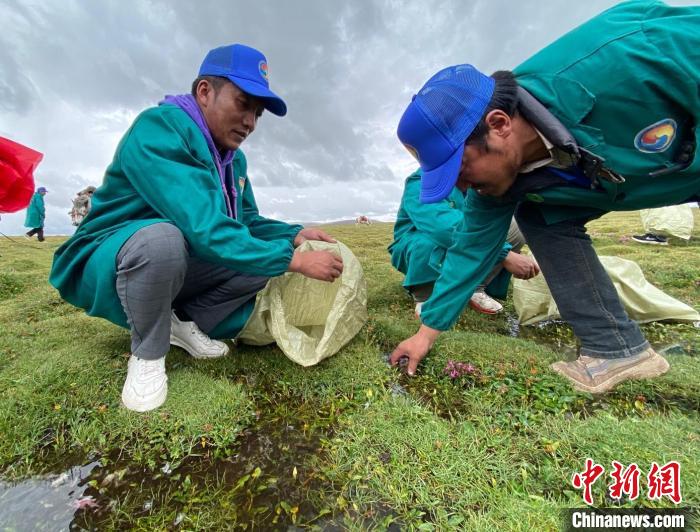 長江南源牧民保護隊:將保護家園的心傳承下去