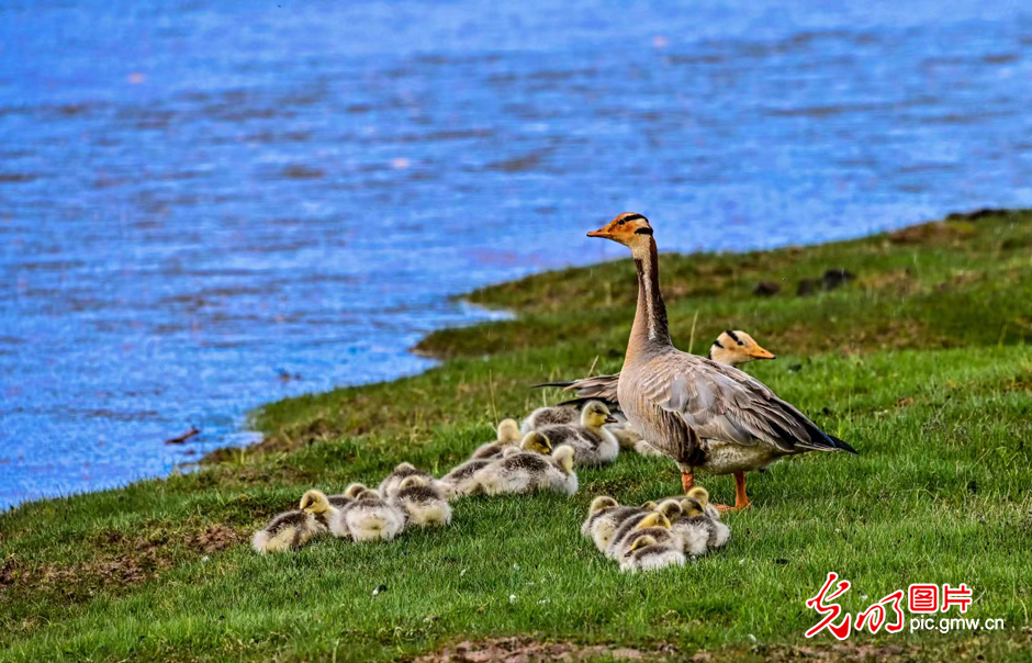 三江源國家公園正式設(shè)立，這是青海生態(tài)文明建設(shè)的新答卷
