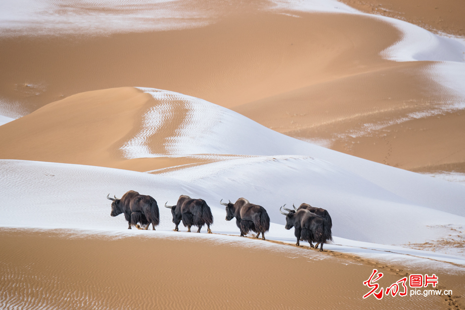 三江源國家公園正式設(shè)立，這是青海生態(tài)文明建設(shè)的新答卷